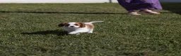 Cavalier King Charles Spaniel dogs for sale: Cheers - Ad 6