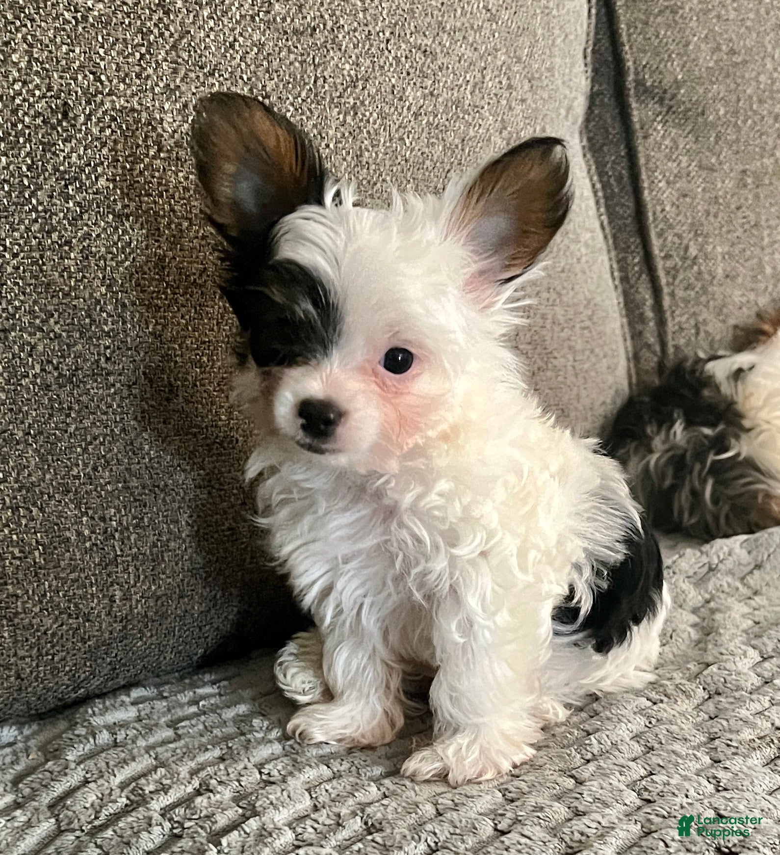 Yorkshire Terrier dogs Teacup Gizmo - Ad 1