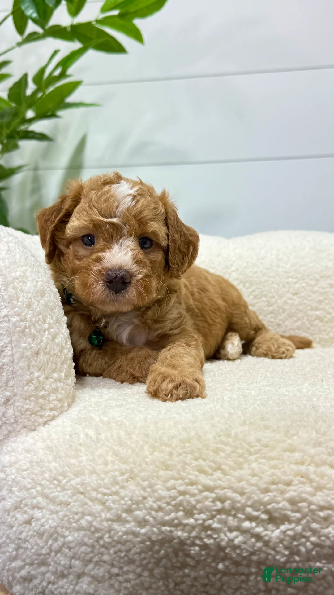 Mini Goldendoodle dogs for sale: Tori  💕🐶 - Ad 2