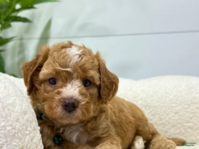 Mini Goldendoodle dogs for sale: Tori 💕🐶 - Ad 2