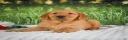 Golden Retriever dogs for sale: Jasper - Ad 10