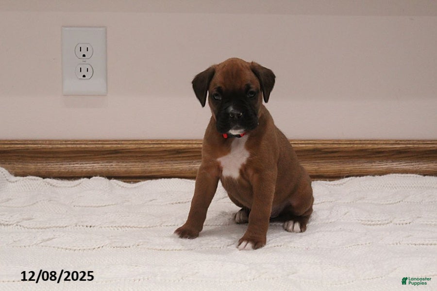 Boxer dogs Stella - Ad 10