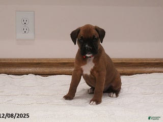 Boxer dogs Stella - Ad 2