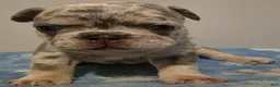 French Bulldog dogs for sale: Clover - Ad 1