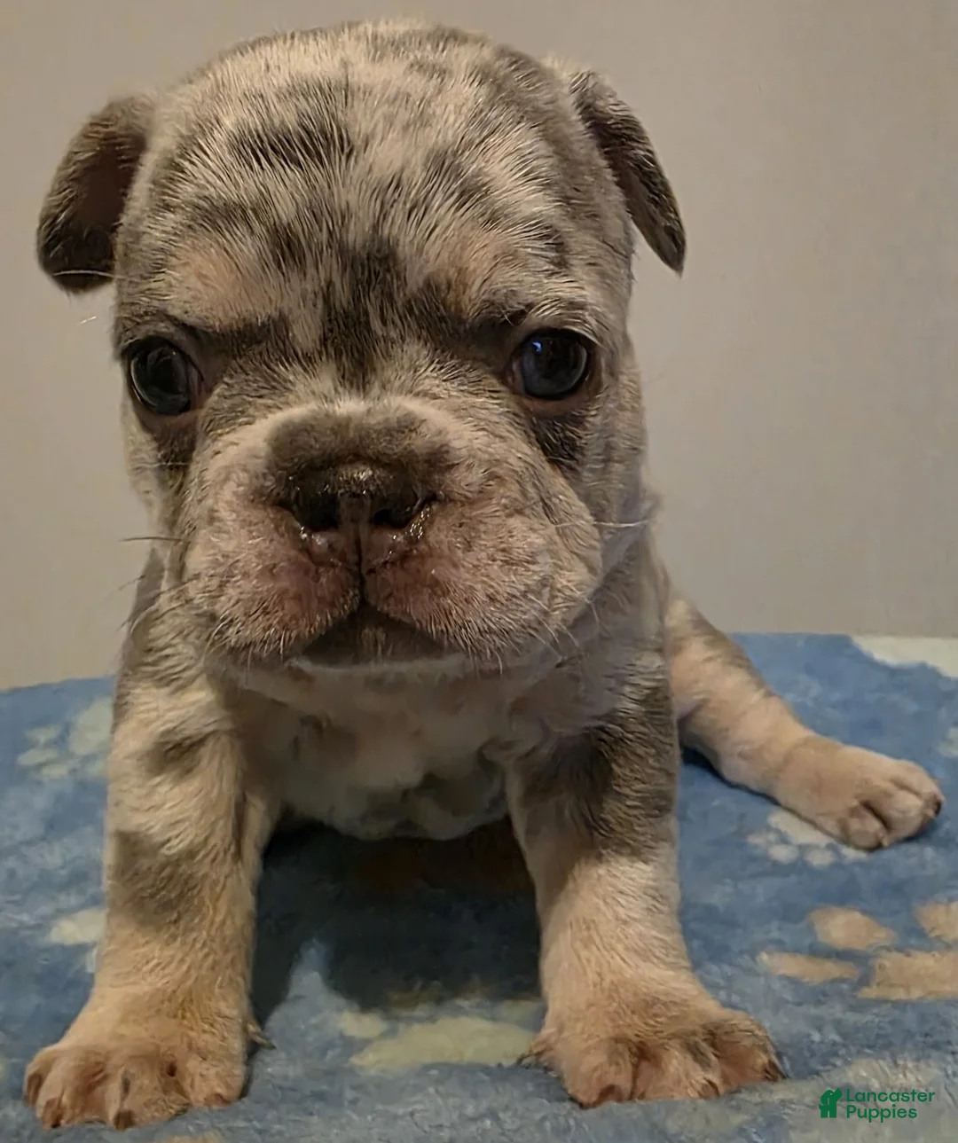 French Bulldog dogs for sale: Clover - Ad 1
