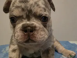 French Bulldog dogs for sale: Clover - Ad 2