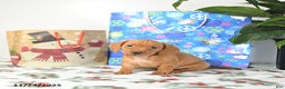 Miniature Dachshund dogs for sale: Russell - Ad 3