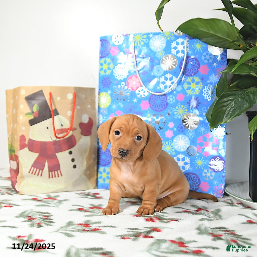 Miniature Dachshund dogs for sale: Russell - Ad 3