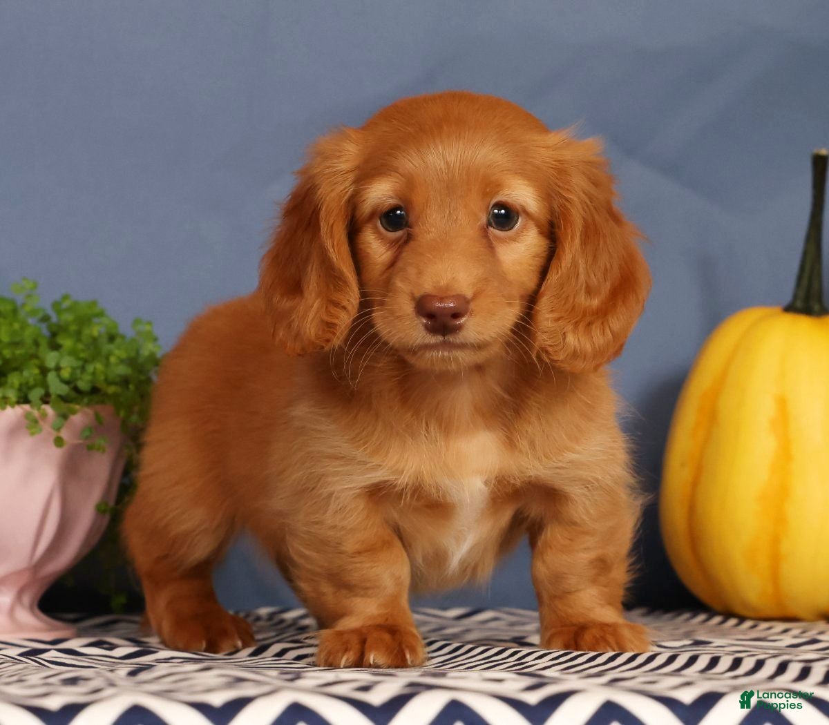 Miniature Dachshund dogs Johnny - Ad 2