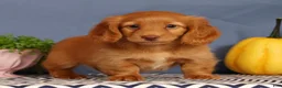 Miniature Dachshund dogs for sale: Johnny - Ad 2