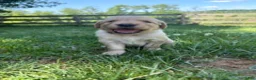 Golden Retriever dogs for sale: Jett - Ad 1