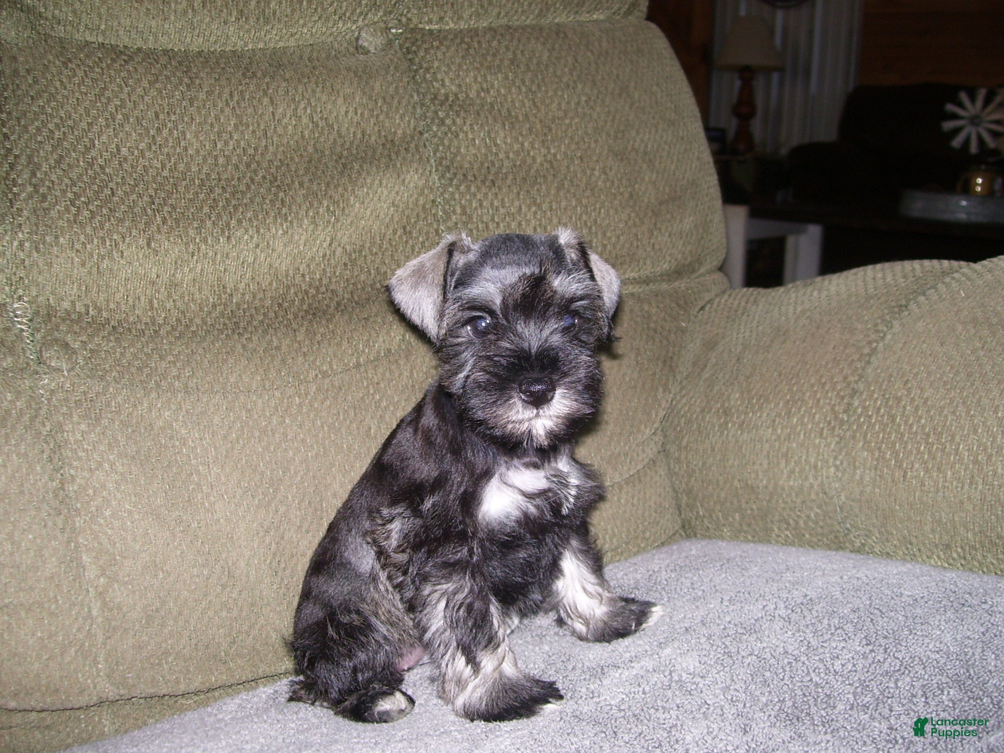 SADIE