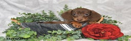 Dachshund dogs for sale: Dakota - Ad 2