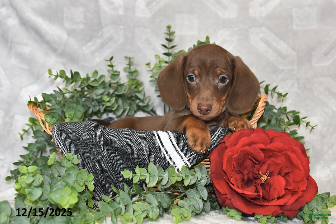 Dachshund dogs for sale: Dakota - Ad 2