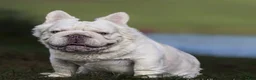 French Bulldog dogs for sale: French Bulldog 2 - Ad 17
