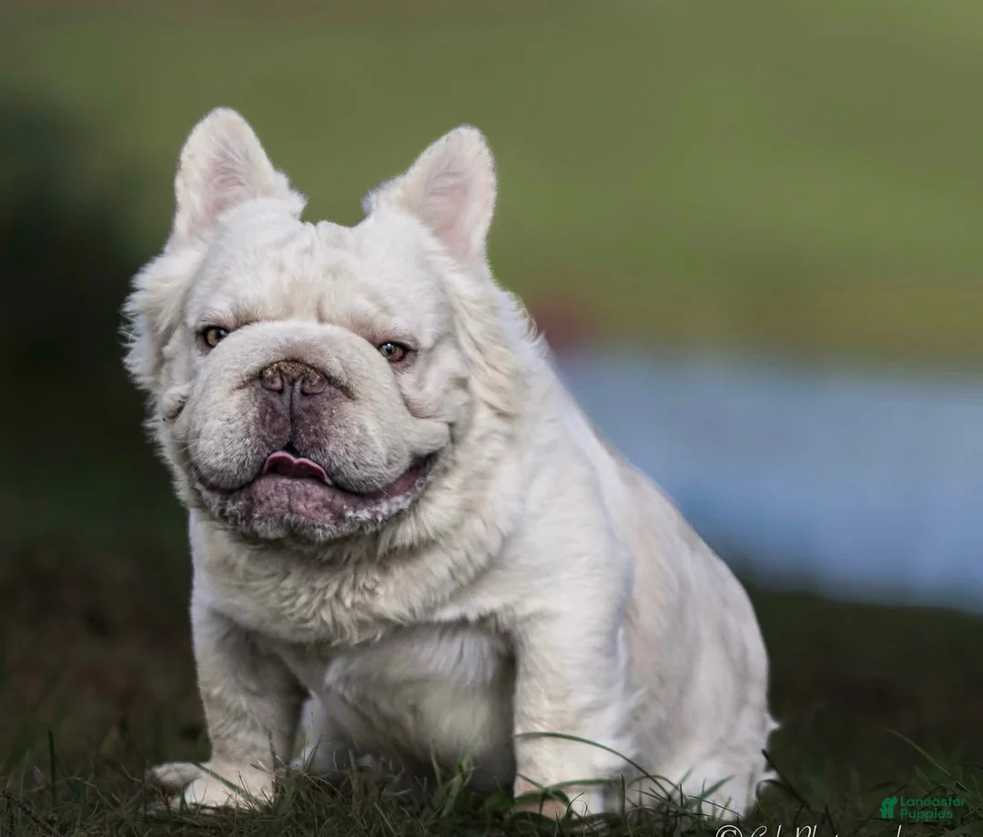French Bulldog dogs for sale: French Bulldog 2 - Ad 17