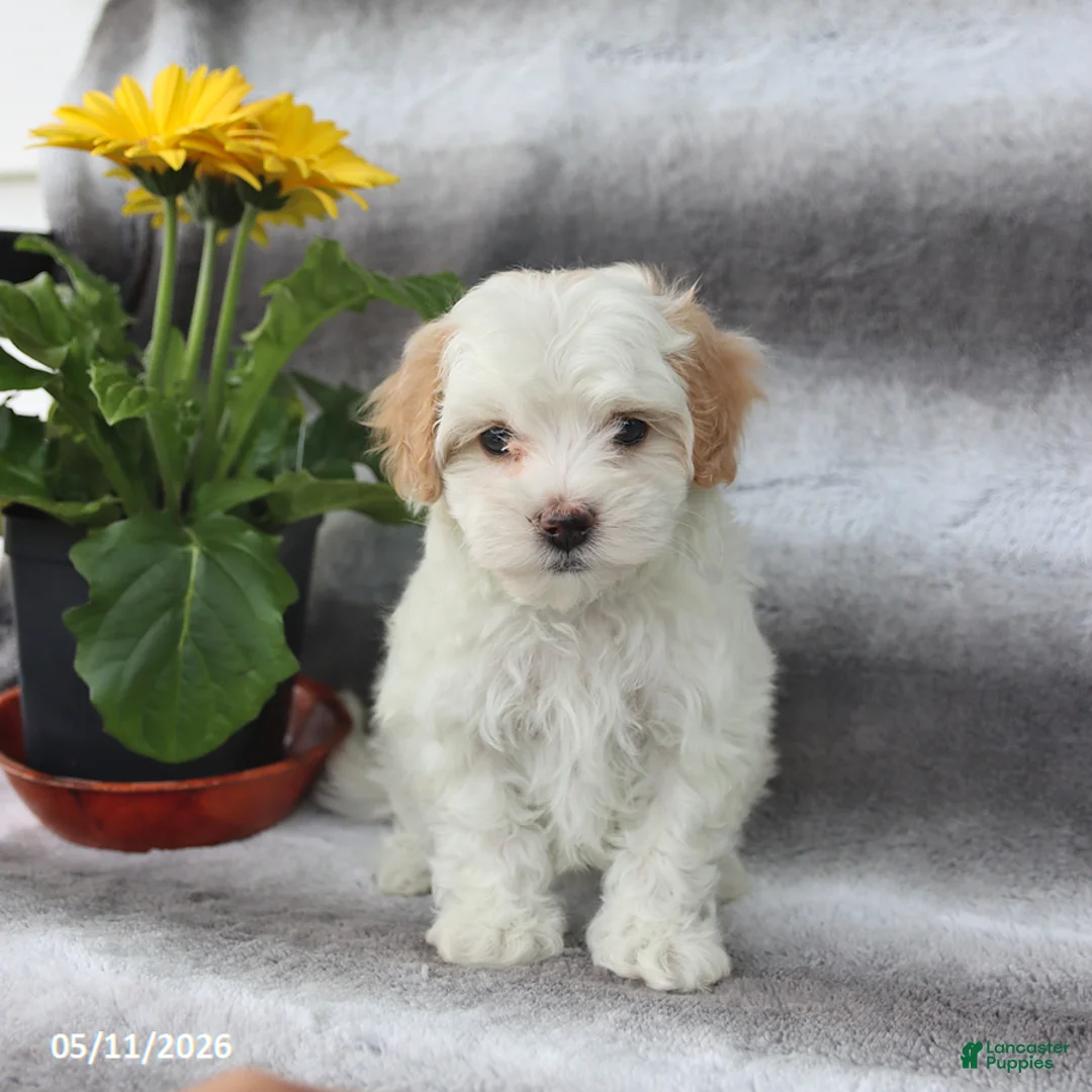 Maltipoo dogs for sale: Sunny   - Ad 2
