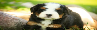 Mooney Mini Bernedoodle 