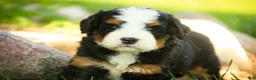 Mini Bernedoodle dogs for sale: Mooney Mini Bernedoodle  - Ad 1