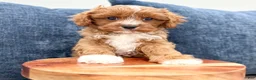 Cavapoo dogs for sale: Wyatt - Ad 6