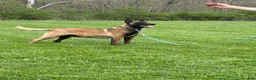 Belgian Malinois dogs for sale: Belle - Ad 2