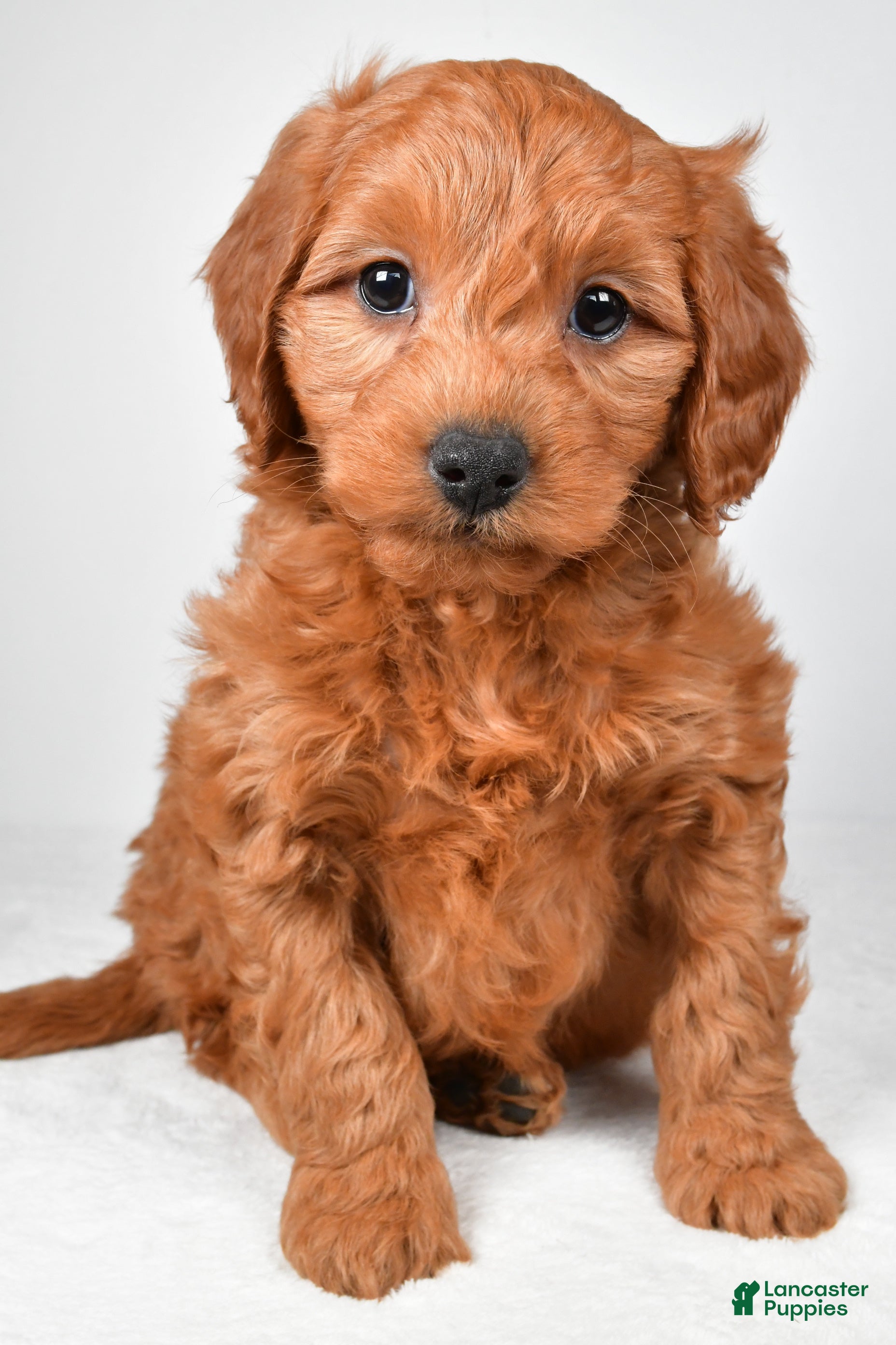 Mini Goldendoodle dogs for sale: Colton - Ad 2