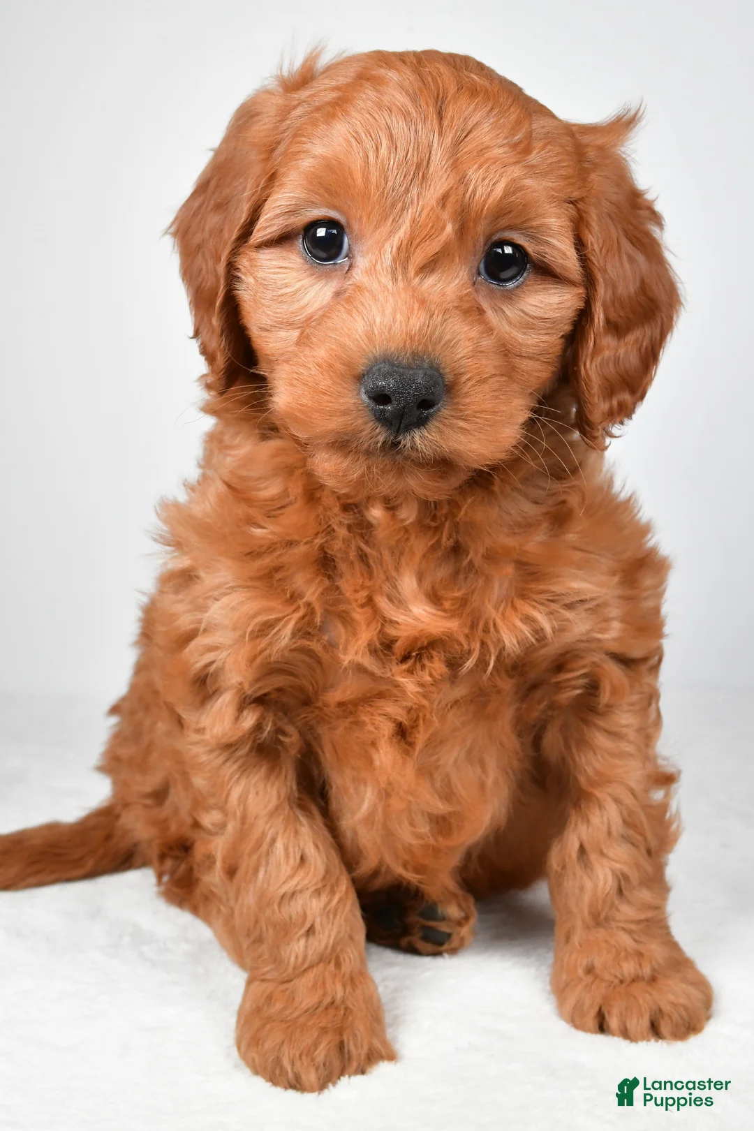 Mini Goldendoodle dogs for sale: Colton - Ad 2