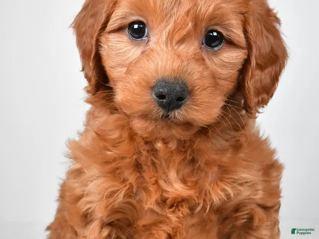 Mini Goldendoodle dogs for sale: Colton - Ad 2