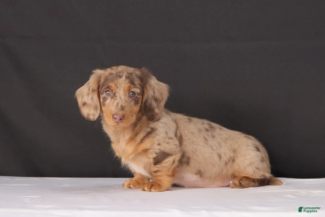 Dachshund dogs for sale: Bo - Ad 2