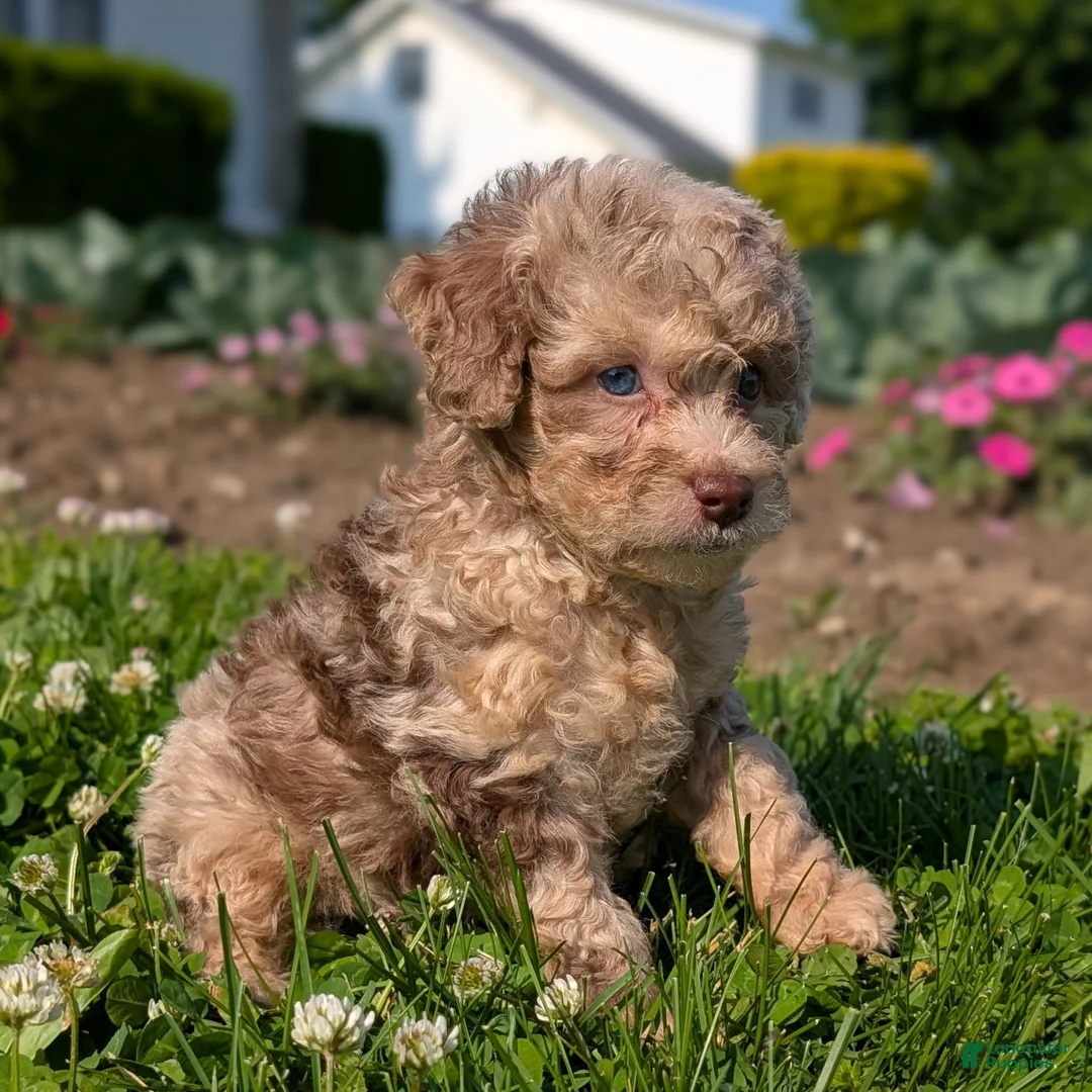 Toy Poodle dogs for sale: Macaron - Ad 1