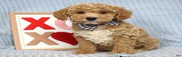 Toy Poodle dogs for sale: Parker - Ad 4