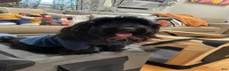 Morkie dogs for sale: Morkie 2 - Ad 7