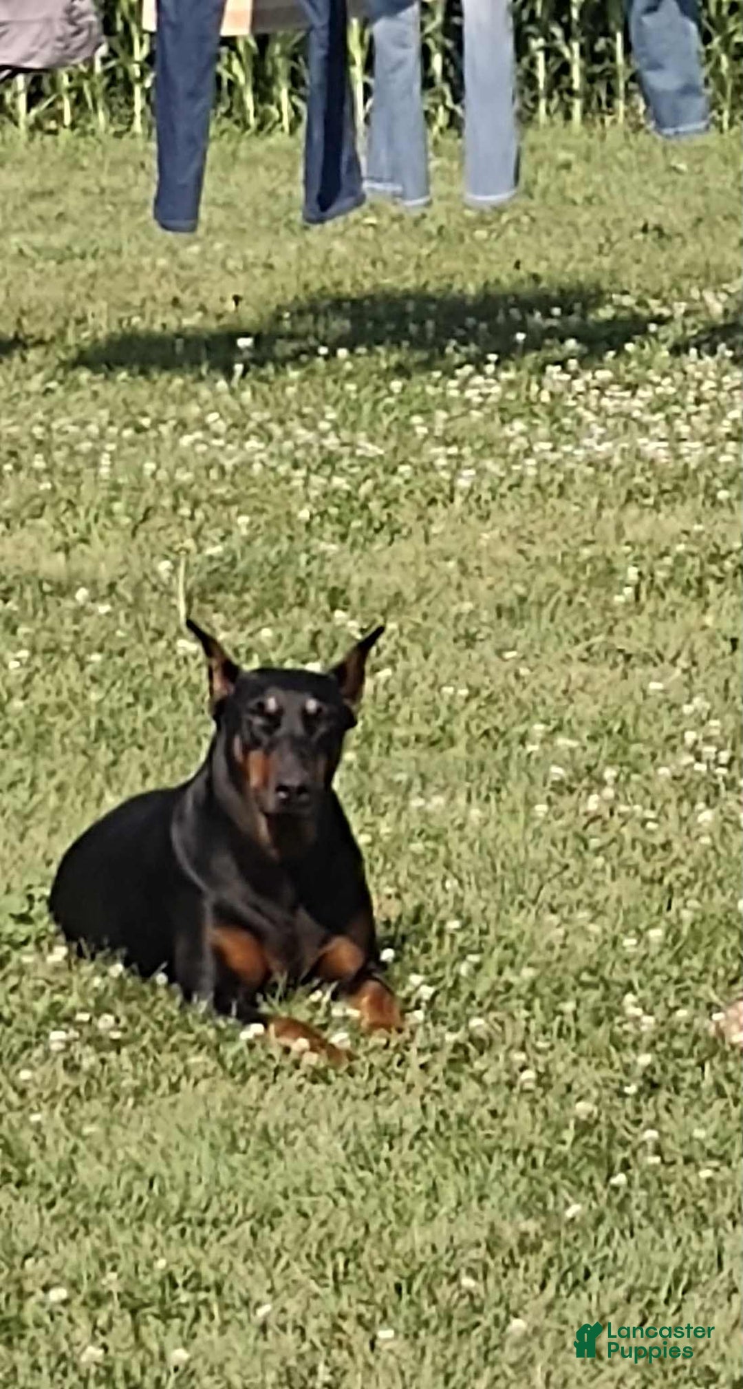 Doberman Pinscher dogs for sale: Blue boy  - Ad 2