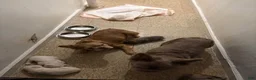 French Bulldog dogs for sale: French Bulldog 1 - Ad 5
