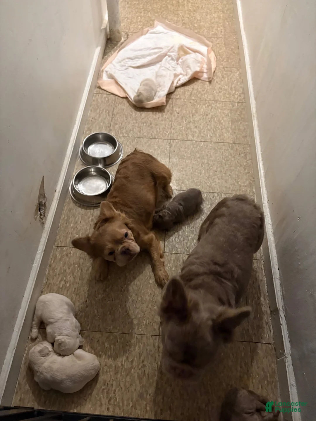 French Bulldog dogs for sale: French Bulldog 1 - Ad 5