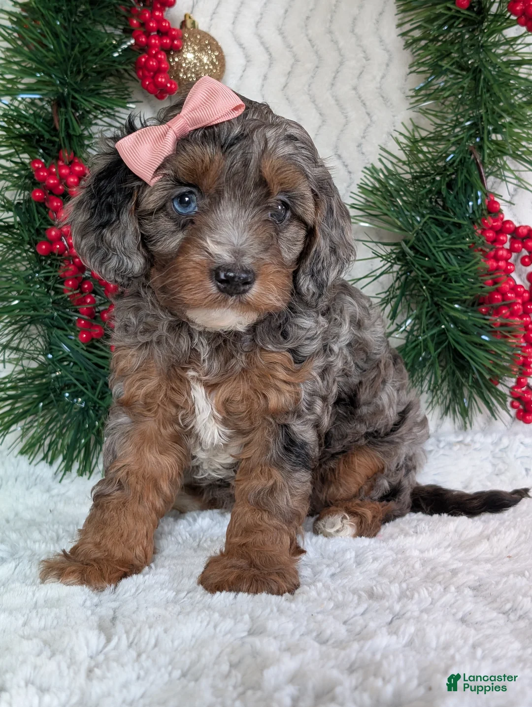 Cavapoo dogs for sale: Abby  - Ad 11