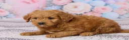 Mini Goldendoodle dogs for sale: Mason - Ad 2