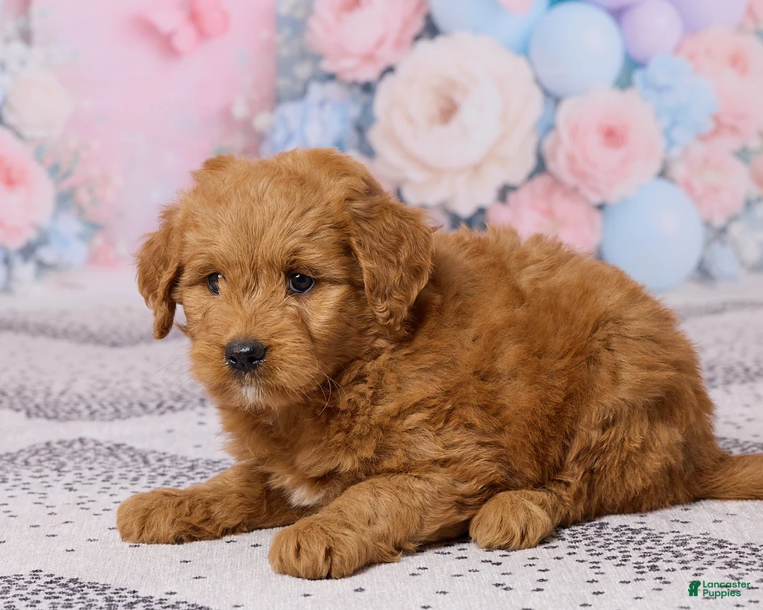 Mini Goldendoodle dogs for sale: Mason - Ad 2