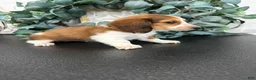 Miniature Dachshund dogs for sale: Dixie - Ad 6