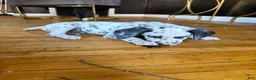Dalmatian dogs for sale: PeppA  - Ad 1