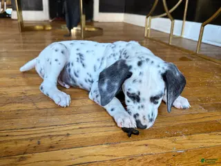 Dalmatian dogs for sale: PeppA - Ad 1