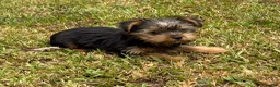 Yorkshire Terrier dogs for sale: Yorkshire Terrier 3 - Ad 3