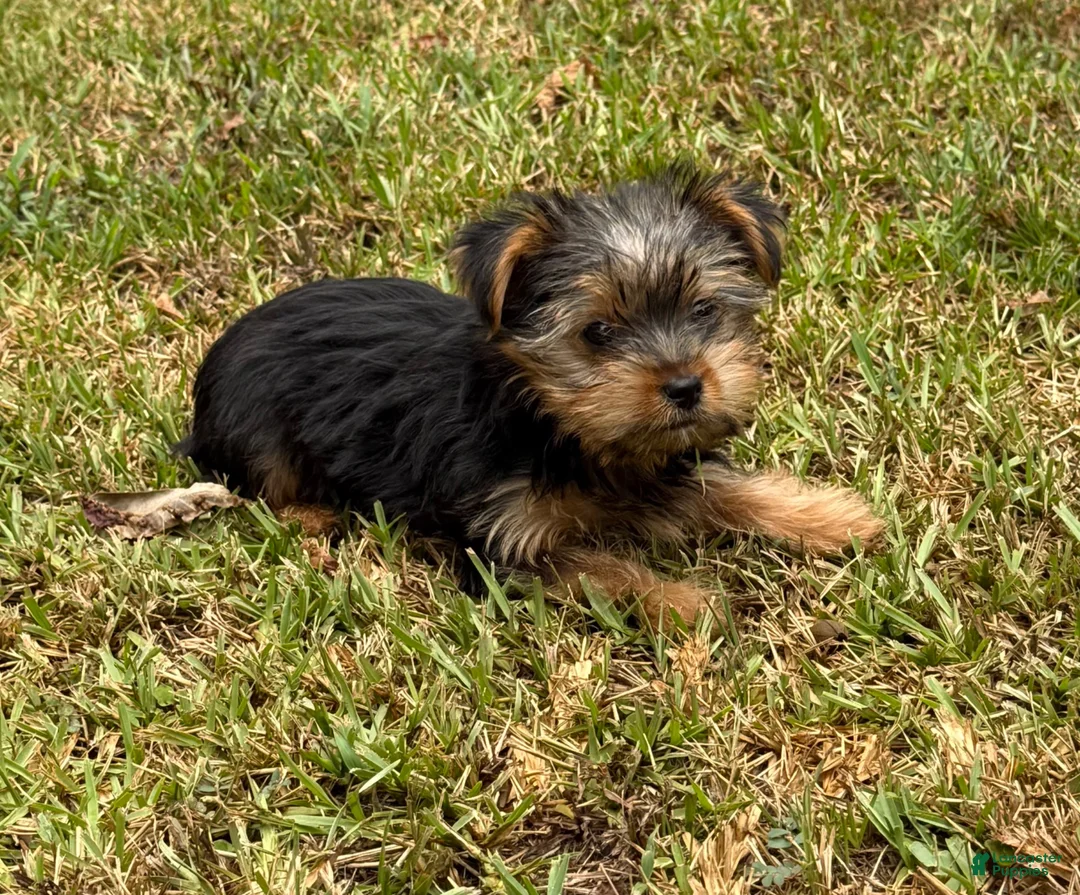 Yorkshire Terrier dogs for sale: Yorkshire Terrier 3 - Ad 3