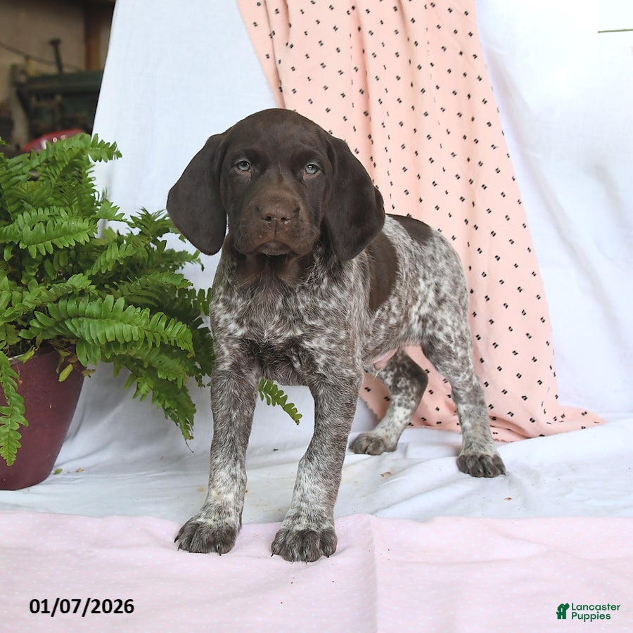 German Shorthaired Pointer dogs Arrow - Ad 24