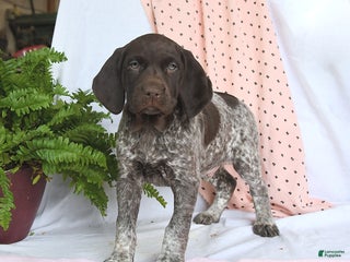 German Shorthaired Pointer dogs Arrow - Ad 24
