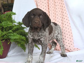 German Shorthaired Pointer dogs Arrow - Ad 14