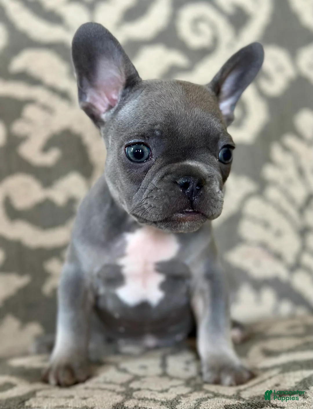 French Bulldog dogs for sale: Maple Baby - Ad 3