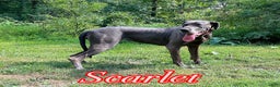 Great Dane dogs for sale: Blair - Ad 10