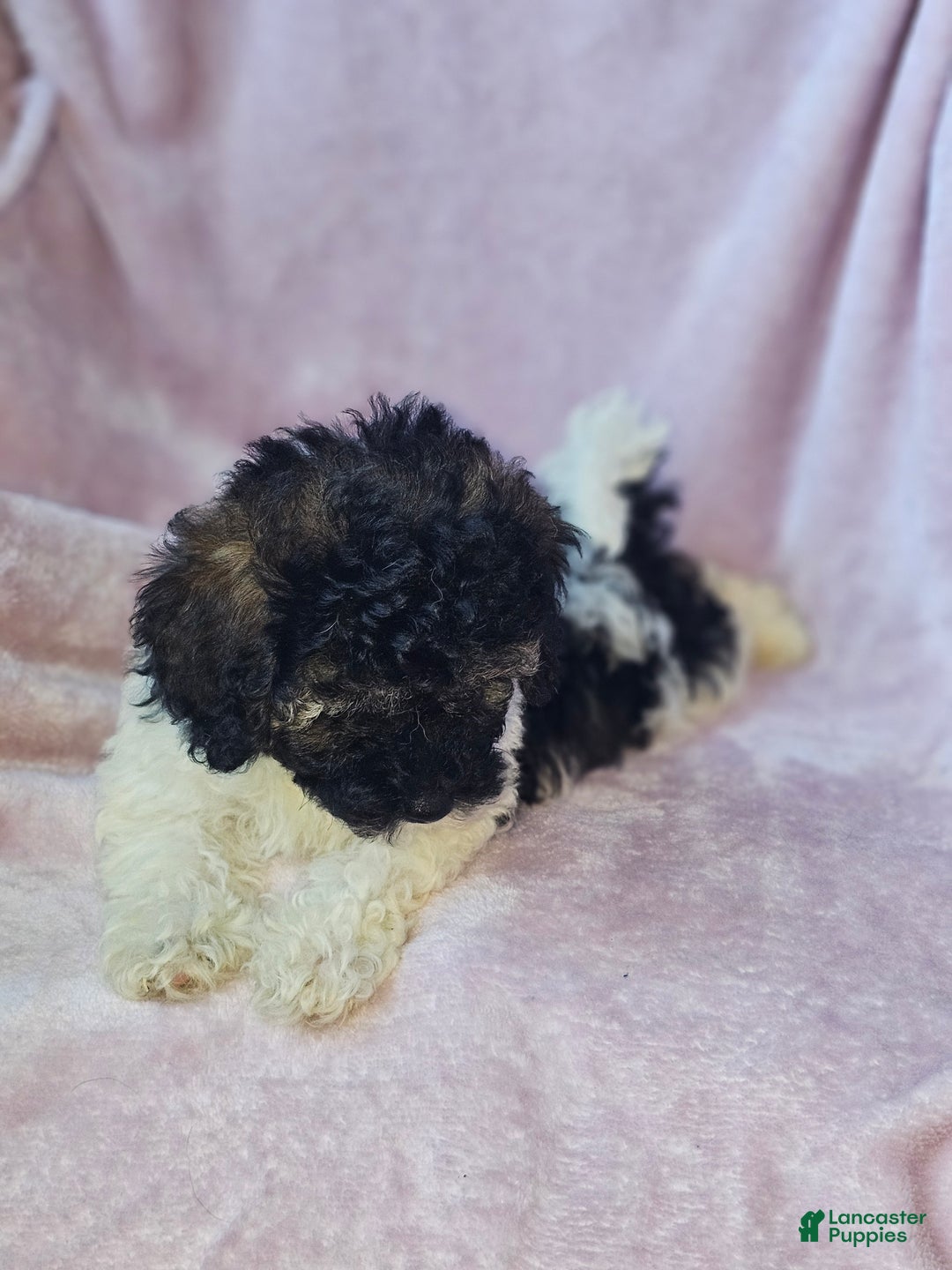 Toy Poodle dogs for sale: Devine - Ad 5