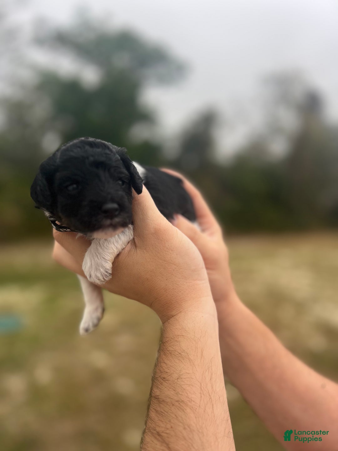 Mini Sheepadoodle dogs for sale: Black-Onyx - Ad 3